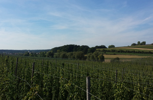 Blick über ein Hopfenfeld, der Hopfenhimmel in Elsendorf Quelle CRAFTBEER.DE