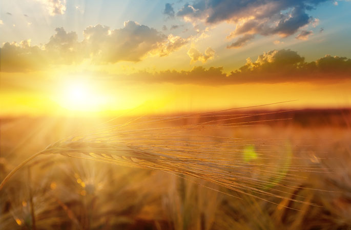 Quelle: Fotolia, Mykola Mazuryk, "golden sunset over field with barley", 40756645