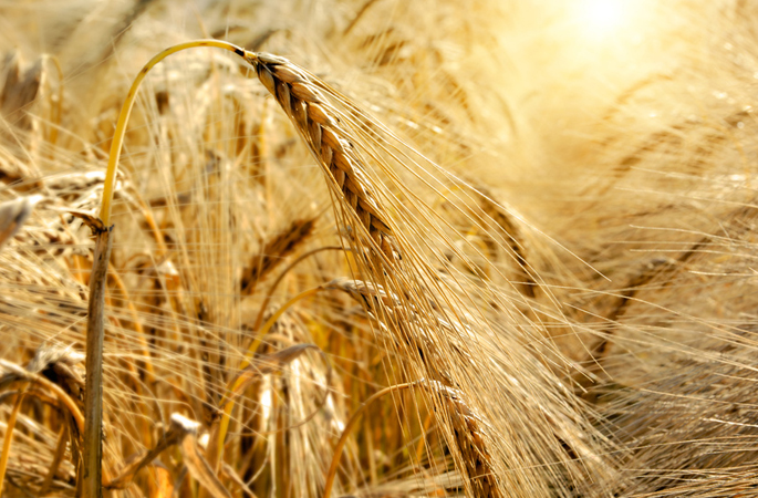 Quelle: Fotolia, Grecaud Paul, "Golden sunset over wheat field", 34854918